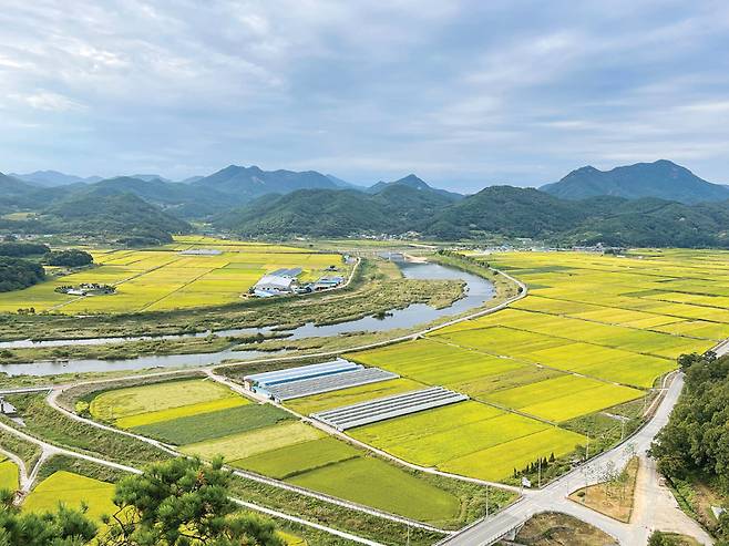 채계산출렁다리에서 본 적성 들녘이 황금빛으로 출렁거리고 있다