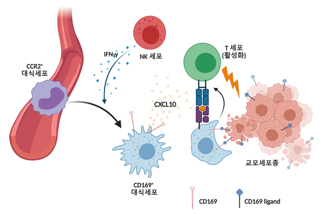 교모세포종이 발생하며 혈액내의 CCR2 발현 단핵구가 종양 내로 유입되며 자연살해세포(NK세포)가 생성하는 IFN-γ사이토카인에 의해 CD169을 발현하는 대식세포로 분화함. CD169+ 대식세포는 종양 내에 케모카인인 CXCL10을 증가시켜 T 세포의 종양 내 유입을 증가시킴. 또한 대식세포의 CD169와 암세포의 CD169 리간드 사이의 상호작용은 대식세포에 의한 포식작용을 증가시킴. 암세포를 포식한 대식세포는 세포독성 T 세포에 암세포 항원을 제시하여 암세포 특이적 T 세포 반응을 증가시킴. (자료=KAIST)