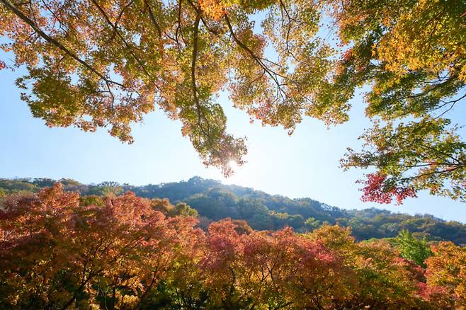 정읍과 시내에서 조금만 가면 내장산 초입이라 시장 구경하기 전에 들르기 좋다. 단풍은 11월 초를 지나며 본색을 드러낼 듯싶다.