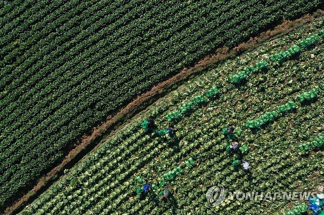 춘천 배추 수확 [연합뉴스 자료사진]