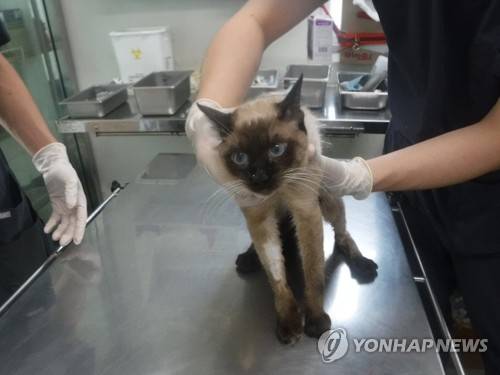 방치됐던 고양이 중 한 마리 [제주도 동물보호센터 제공.재판매 및 DB 금지]