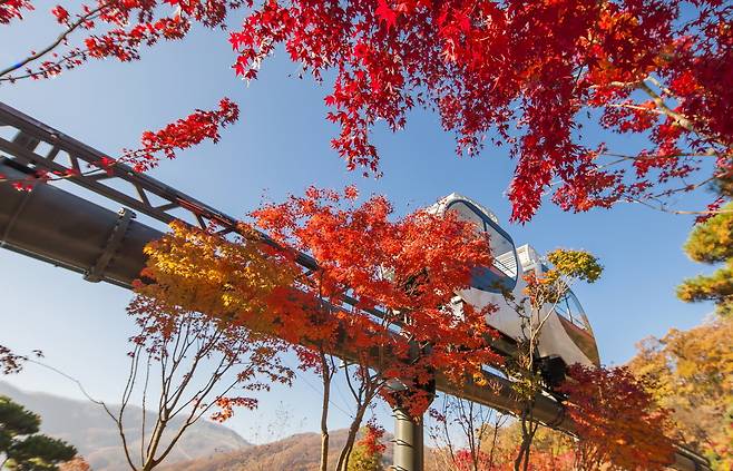 청명한 가을 하늘 아래 붉게 물든 단풍 사이를 지나는 화담숲 모노레일(화담숲 제공)