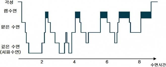 비렘 수면과 렘수면이 반복되는 것을 ‘수면 주기’라 부르며 , 이것이 적절히 고르게 반복된 뒤에 깨어나면 ‘잘 잤다’라고 느끼게 된다. 박형주 제공