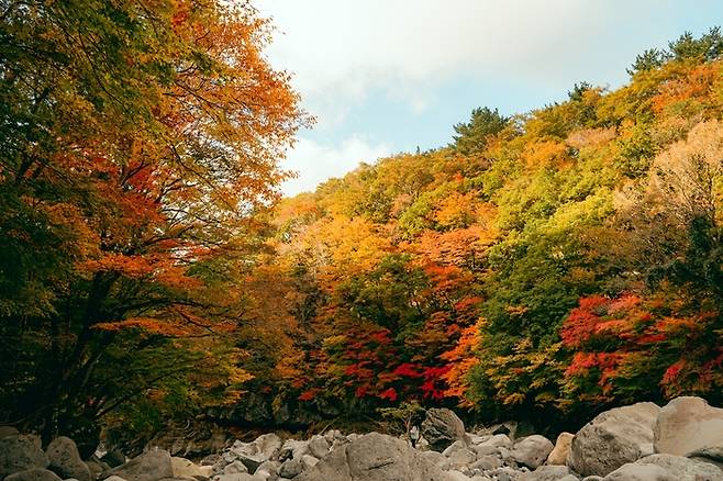 제주 한라산 천아숲길 / 사진 = 제주관광공사