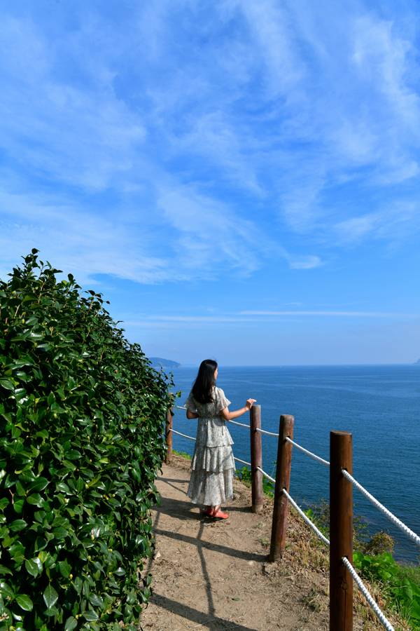 다랭이지겟길 동백나무.