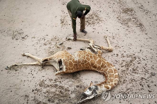 케냐에서 가뭄으로 죽은 기린 사체 [AP 연합뉴스 자료사진. 재판매 및 DB 금지]