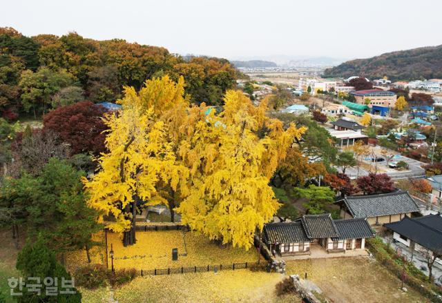 청백리의 기품이 묻어나는 아산 맹씨행단의 은행나무. 지난 3일 모습이다. 최흥수 기자