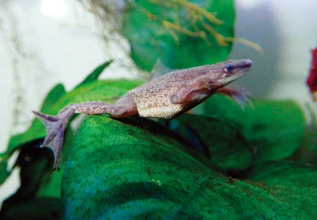 아프리카발톱개구리. [GETTYIMAGES]