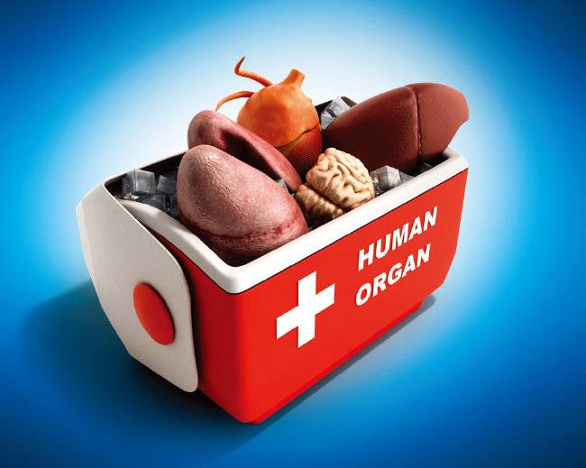 재생의학이 발전함에 따라 맞춤형 장기를 만들어 이식하는 시대가 올 수도 있다. [GETTYIMAGES]