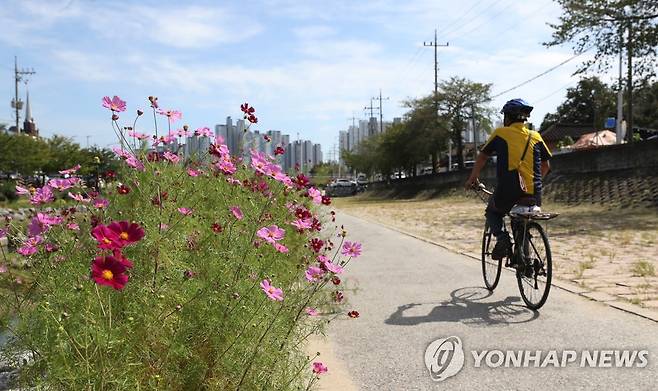 코스모스 거리 [연합뉴스 자료사진]