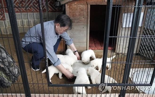 문 대통령, 북한에서 온 풍산개 '곰이' 새끼 공개 (서울=연합뉴스) 문재인 대통령은 3일 북한에서 온 풍산개 '곰이'와 원래 데리고 있던 풍산개 '마루' 사이에서 새끼 7마리를 낳았다고 SNS에 관련 사진을 공개했다. 문 대통령은 "이제 4주 되었으며, 7마리나 되니 이름 짓기가 쉽지 않다"고 했다. 2021.7.3 [청와대 제공. 재판매 및 DB 금지] photo@yna.co.kr