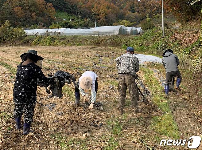 옥천군 안남면 콩밭 긴급지원반 지원 장면.(옥천군 제공)