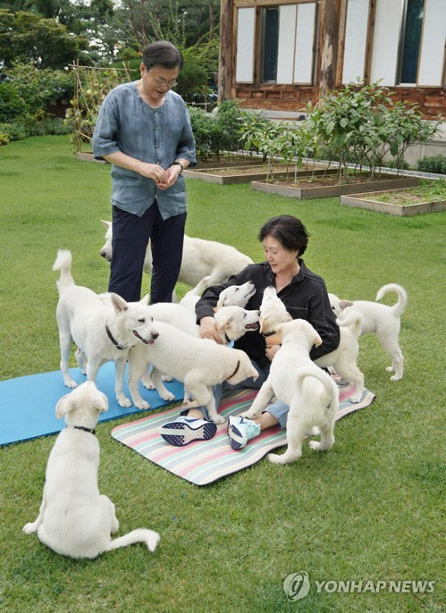 문재인 대통령은 지난해 9월 1일 김정은 북한 국무위원장이 선물한 풍산개 '곰이'가 낳은 새끼 7마리의 이름을 공개하고 지자체에 분양한다고 밝혔다. [청와대 제공=연합뉴스]