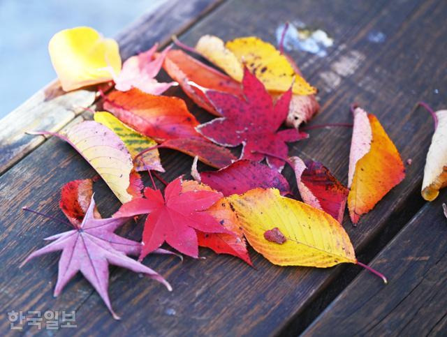 갑사의 가을은 황홀한 단풍보다 풍성한 어우러짐이 돋보인다.