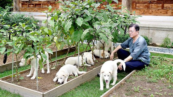 문재인 전 대통령과 김정숙 여사가 지난해 8월29일 관저 앞 마당에서 풍산개들과 시간을 보내고 있다. 사진 청와대