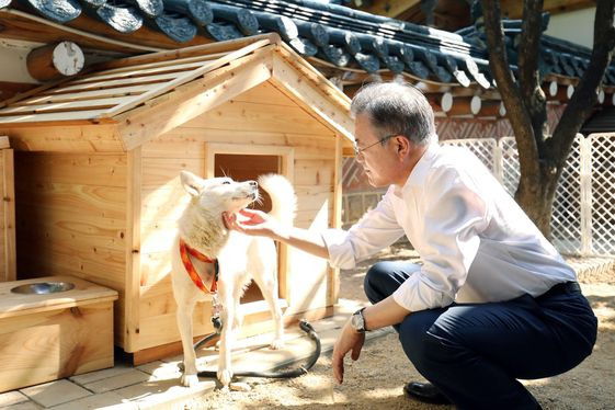 2018년 10월2일 오후 청와대 관저에서 제3차 남북정상회담 당시 북측이 선물한 풍산개 '곰이'를 돌보고 있는 문재인 전 대통령. 연합뉴스