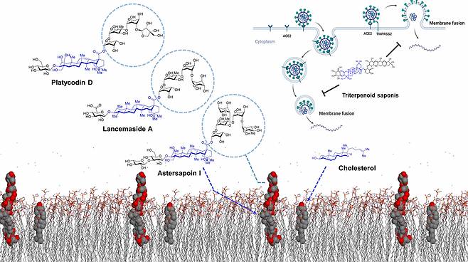 트라이터페노이드 사포닌에 의한 코로나바이러스 감염경로 차단 원리.[IBS 제공]