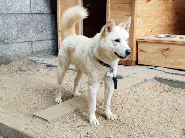 북에서 온 평양남북정상회담 선물 풍산개 '송강' [연합]