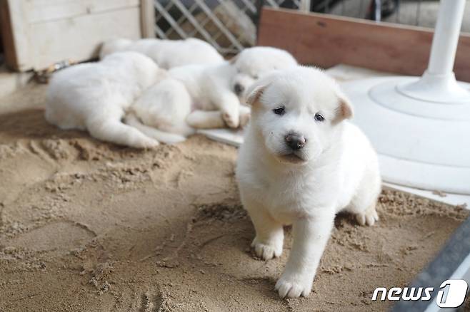 북한에서 온 풍산개 ‘곰이’와 문 전 대통령이 원래 데리고 있던 풍산개 ‘마루’ 사이에  태어난 강아지들.(청와대 제공)2021.7.3/뉴스1