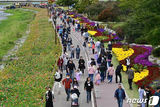 장성 황룡강 가을꽃축제. ⓒ News1