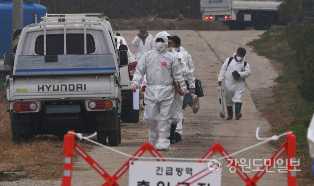 ▲ 철원군 동송읍 A농장에서 아프리카돼지열병(ASF)가 발생하 가운데 10일 가축위생방역지원본부 관계자들이 분주히 움직이고 있다.