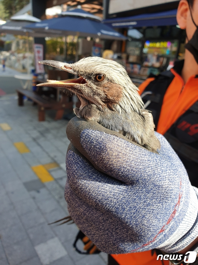 포획된 직박구리./사진제공=부산소방재난본부