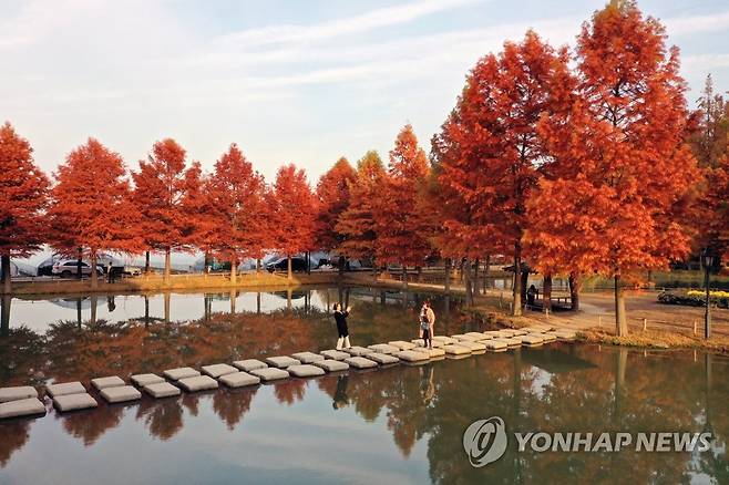 전남 담양군 메타세쿼이아 가로수길 [연합뉴스 자료사진]