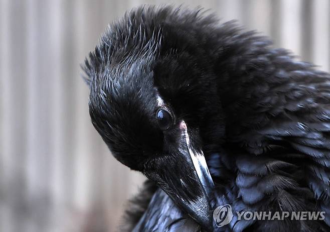 영국 런던탑 명물 까마귀 [EPA 연합뉴스 자료사진. 재판매 및 DB 금지]