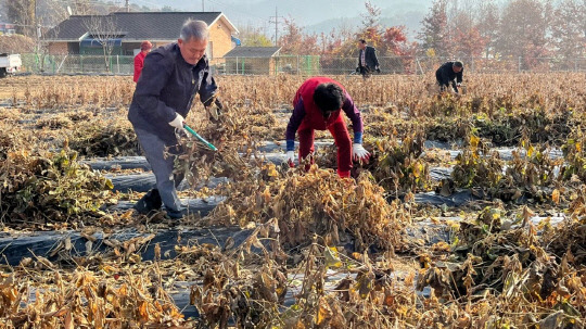 고영수(왼쪽)소이면 부면장이 소이면 주민자치위원회 위원들과 콩베기를 하고 있는 모습     사진=음성군 제공