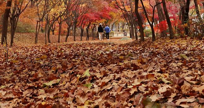 지난 주말 전국에 많은 양의 비가 내리면서 월요일 기온이 크게 떨어질 전망이다. 13일 서울 양재시민의 숲에서 시민들이 낙엽이 가득한 거리를 걷고 있다. <이승환 기자>