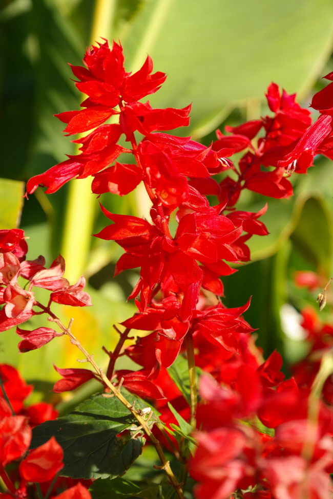 강렬한 붉은색 꽃으로 인기가 높은 샐비어(Salvia splendens).