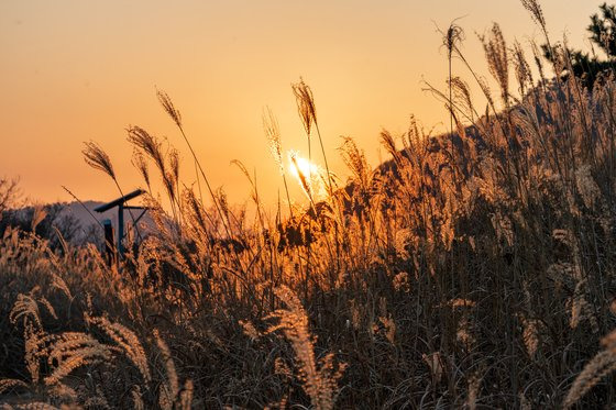 억새는 빛에 민감한 피사체다. 역광을 잘 이용하면 보다 드라마틱한 사진을 찍을 수 있다.