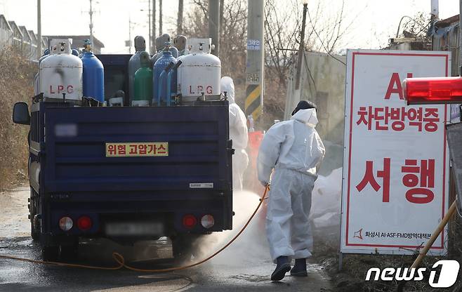 경기도내 고병원성 조류인플루엔자(AI) 발생이 이어지며 가축 방역에 비상이 걸린 17일 오후 AI 항원이 검출된 경기 화성시 향남읍의 한 농장에서 방역 작업이 이뤄지고 있다. 2022.11.17/뉴스1 ⓒ News1 김영운 기자