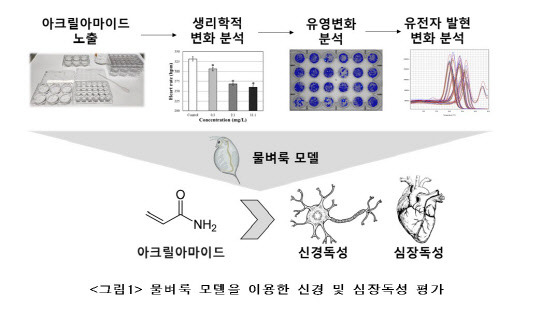 안전성평가연구소(KIT)는 탄수화물을 120도 이상의 온도로 가열했을 때 발생하는 '아크릴아마이드'가 물벼룩 모델에서 신경독성과 심장독성을 초래하는 것을 물벼룩 모델을 통해 확인했다.



KIT 제공