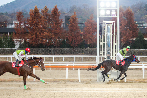 대통령배에서 라온퍼스트의 결승선 통과 장면.