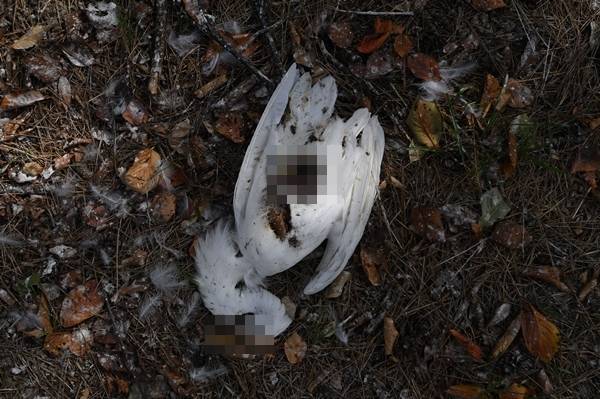 부산 사하구 을숙도 입구에서 지난달 14일 발견된 중대백로 사체. 정확한 사인은 알 수 없지만 사체 형태나 발견 장소로 미뤄볼 때 맹금류나 삵의 공격은 아닌 것으로 추정된다. 삵은 고양이와 달리 사냥한 사체를 그대로 두지 않고 먹는다고 한다. 을숙도=이한형 기자