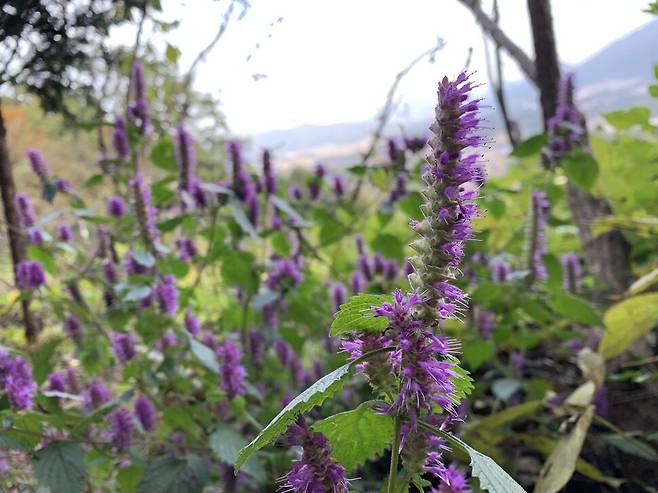 배조향. 김용규 제공