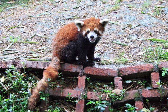 청두 팬더 번식연구기지의 샤오슝마오. ⓒ최종명