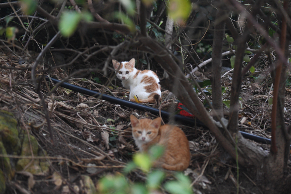고양이 두 마리가 지난달 3일 전남 신안군 흑산면 홍도리 마을 뒷편 산책로 주변에 자리 잡고 휴식을 취하고 있다. 홍도=이한형 기자