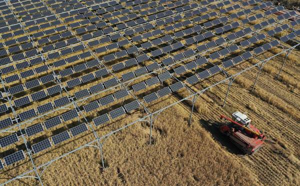 지난 10월 26일 경기도 파주시 적성면 객현2리에 있는 영농형 태양광 논에서 벼를 수확하고 있다. / 권도현 기자