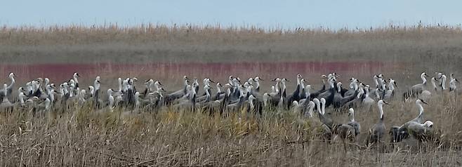 전남 순천만 갈대밭에 지난 13일 흑두루미들이 무리 지어 서 있다. 순천시 제공