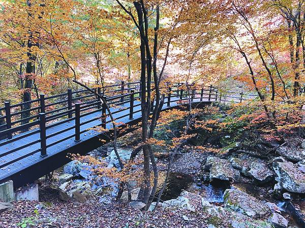 국립제천치유의숲. 지앤시21 제공