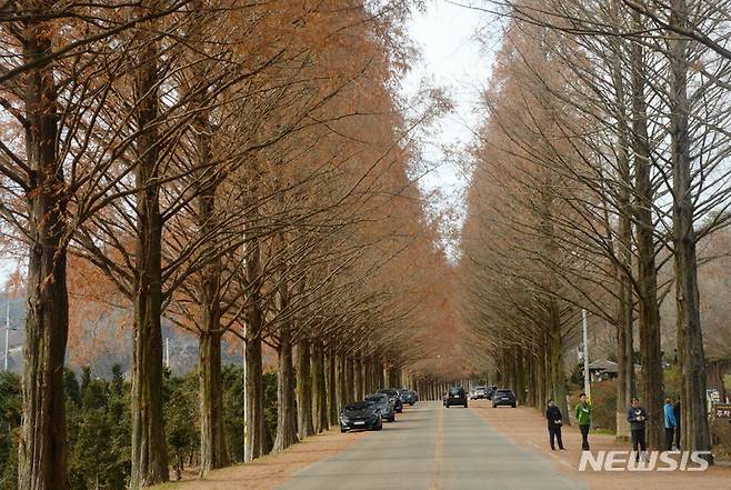 [진안=뉴시스] 김얼 기자 = 쌀쌀한 가을 날씨가 이어지고 있는 20일 전북 진안군 메타세콰이어길을 찾은 관광객들이 지는 낙엽을 바라보며 가을의 정취를 느끼고 있다. 2022.11.20. pmkeul@newsis.com