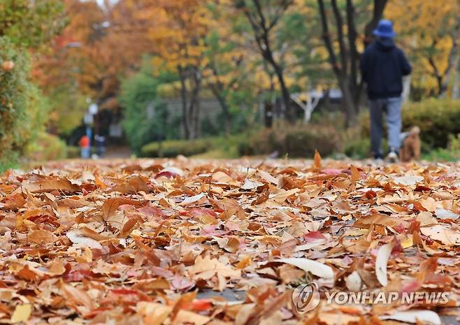 가을비 향기 [연합뉴스 자료사진]
