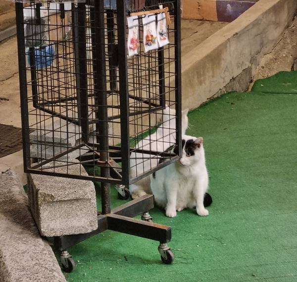 감천문화마을에서 밤마실을 즐기는 고양이.