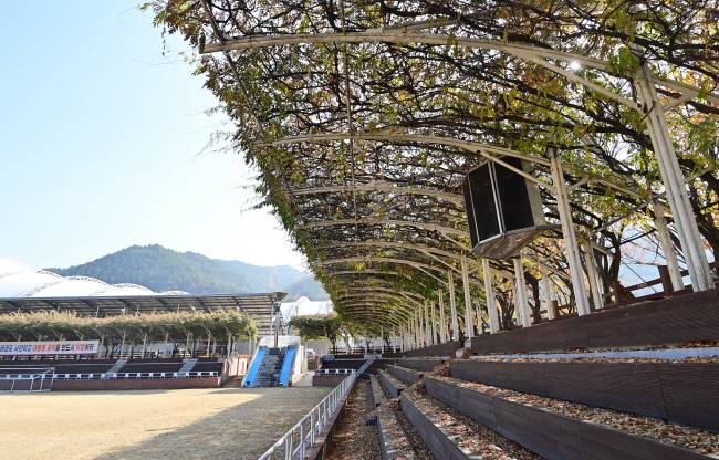 등나무 그늘이 드리워진 무주 등나무운동장.