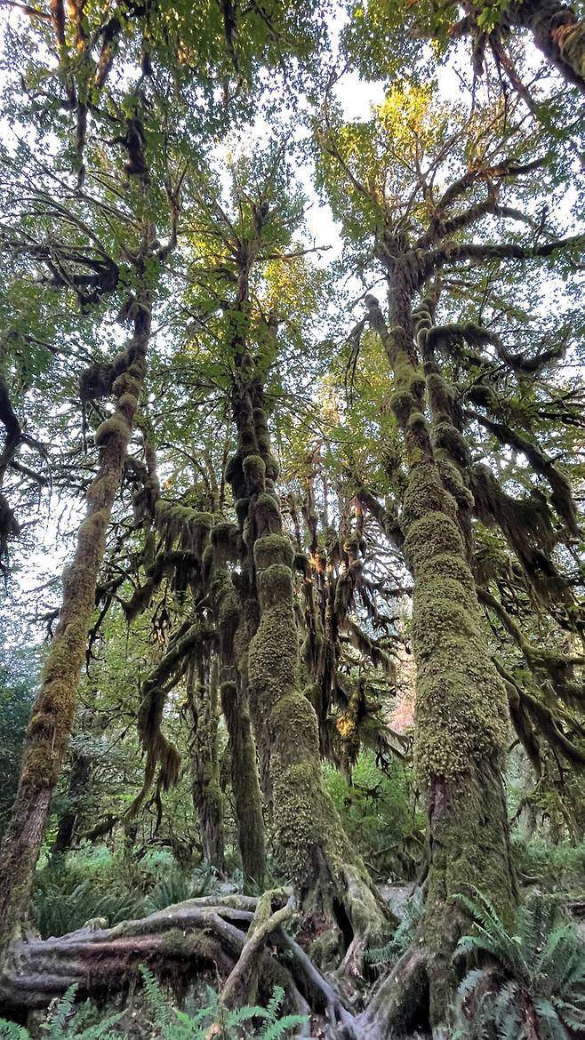 이끼와 양치류로 뒤덮인 거대한 나무들이 하늘을 향해 끝없이 뻗어 있는 호 레인 포레스트.