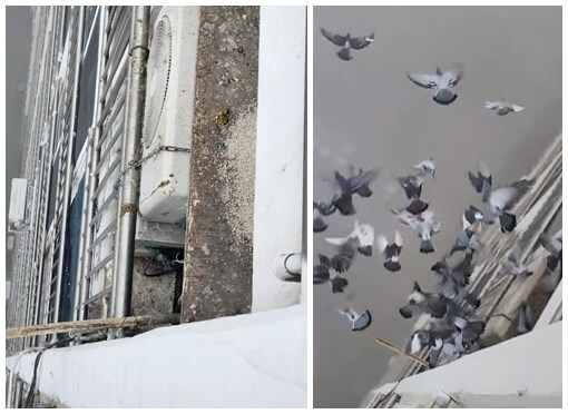 아파트 아랫집에서 에어컨 실외기 위에 비둘기 모이를 놓아 비둘기 떼로 인해 피해를 받고 있다는 윗집의 사연이 전해져 공분을 사고 있다. 보배드림 캡처