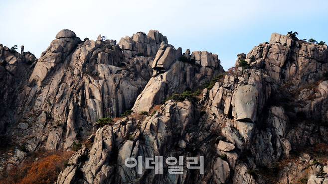 온갖 형상의 바위들이 집결해 수석 전시장을 방불케 하는 월출산의 암릉