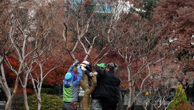 24일 오전 서울 종로구 세종로 소공원에서 겨울철 나무 보호를 위해 보온덮개를 씌우는 작업이 진행 중이다. 뉴시스